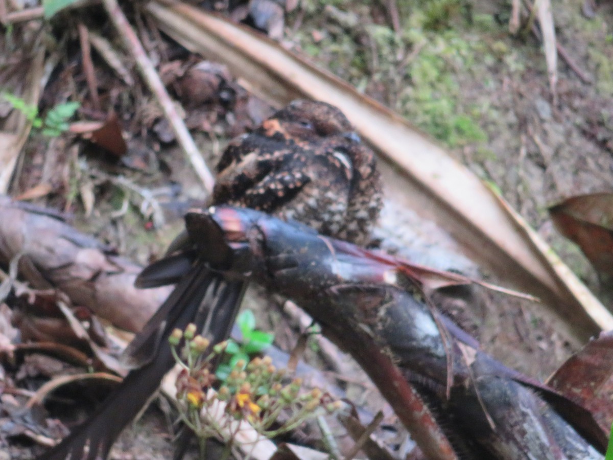 Swallow-tailed Nightjar - Randy Fisher