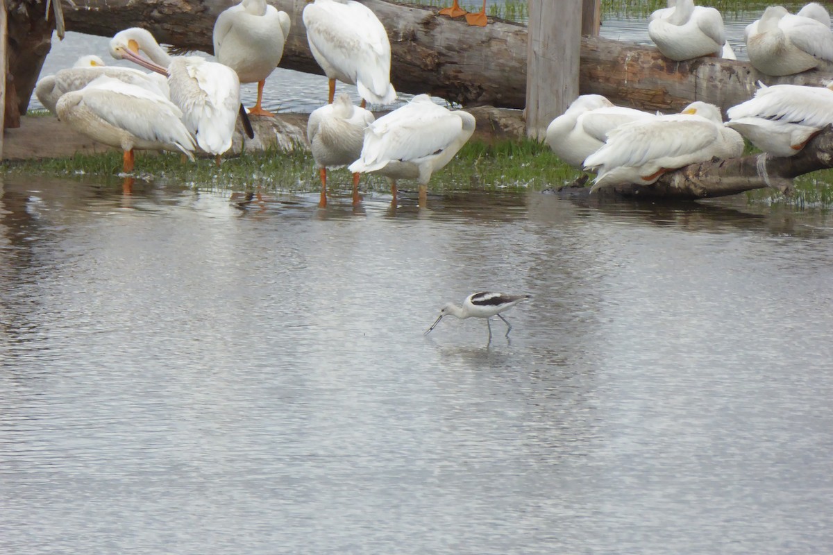 American Avocet - ML608490367