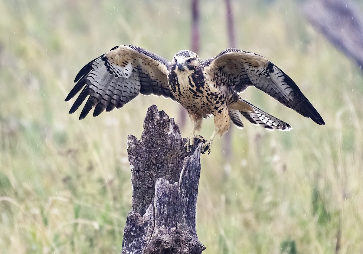 Swainson's Hawk - Annie McLeod