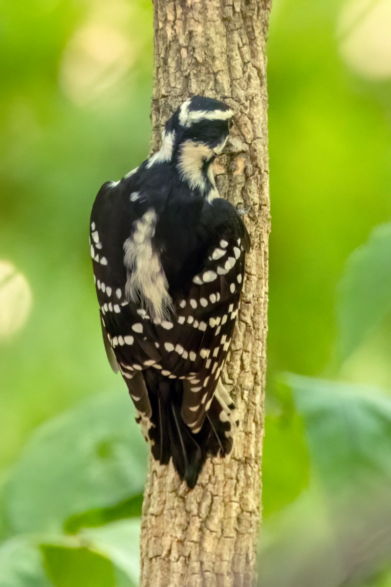 Downy Woodpecker - ML608490543