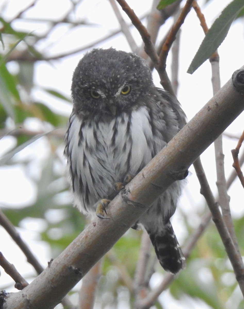 Northern Pygmy-Owl - ML608490559