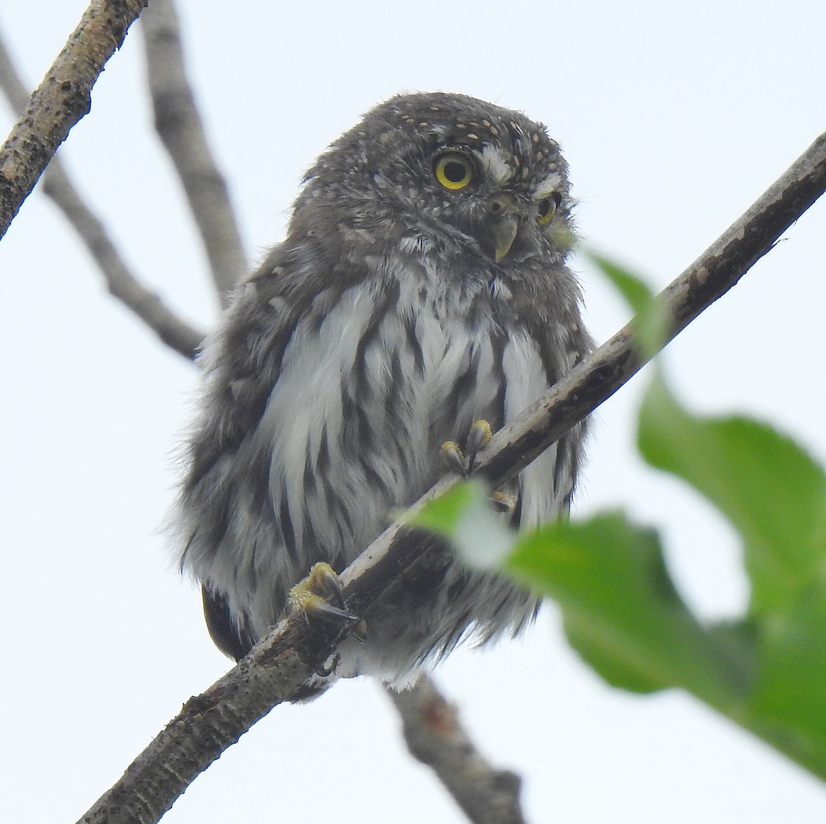 Northern Pygmy-Owl - ML608490560