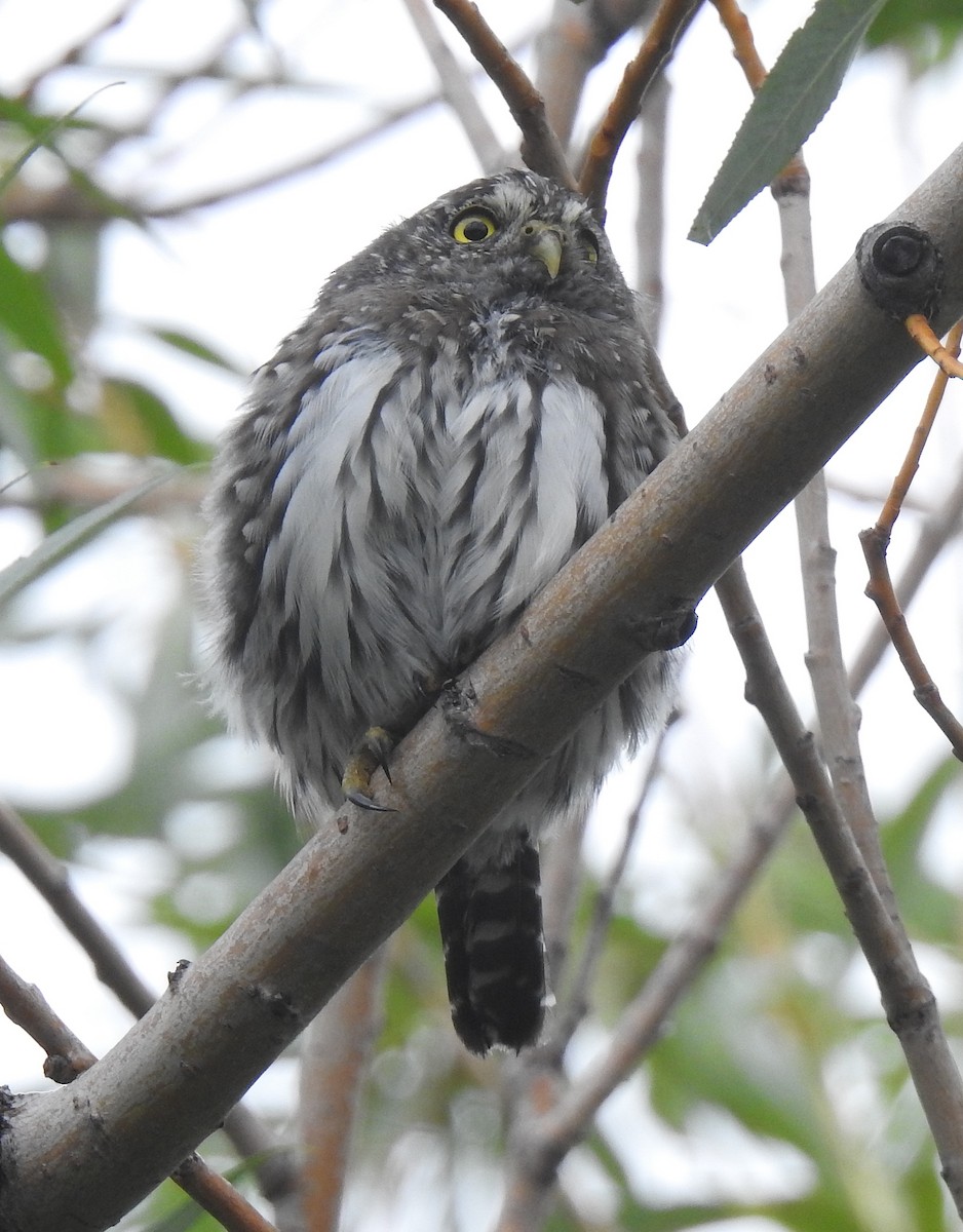 Northern Pygmy-Owl - ML608490561