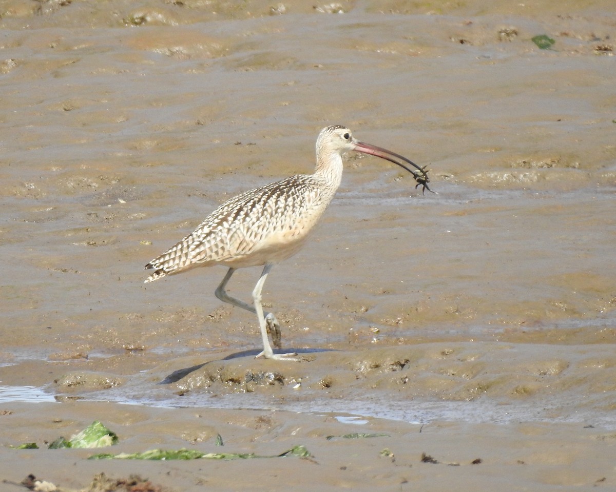 Long-billed Curlew - ML608490658