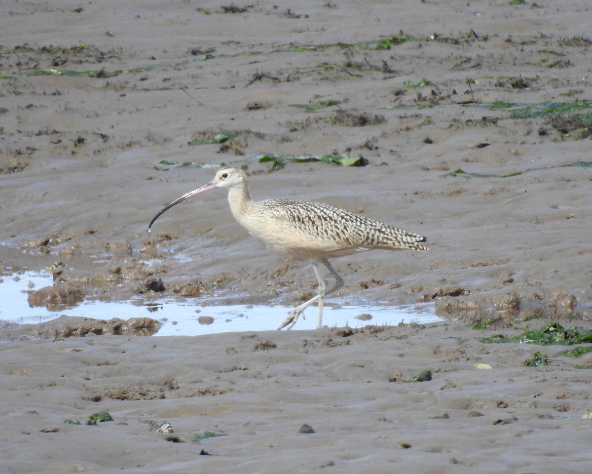 Long-billed Curlew - ML608490678