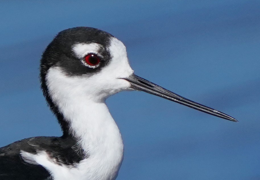 Black-necked Stilt - ML608490818