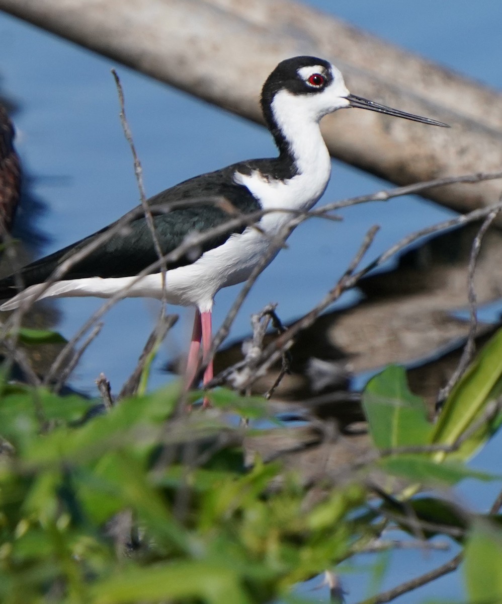 Black-necked Stilt - ML608490819