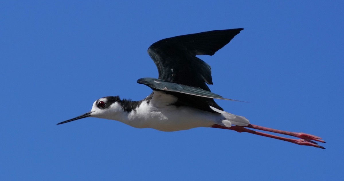 Black-necked Stilt - ML608490820