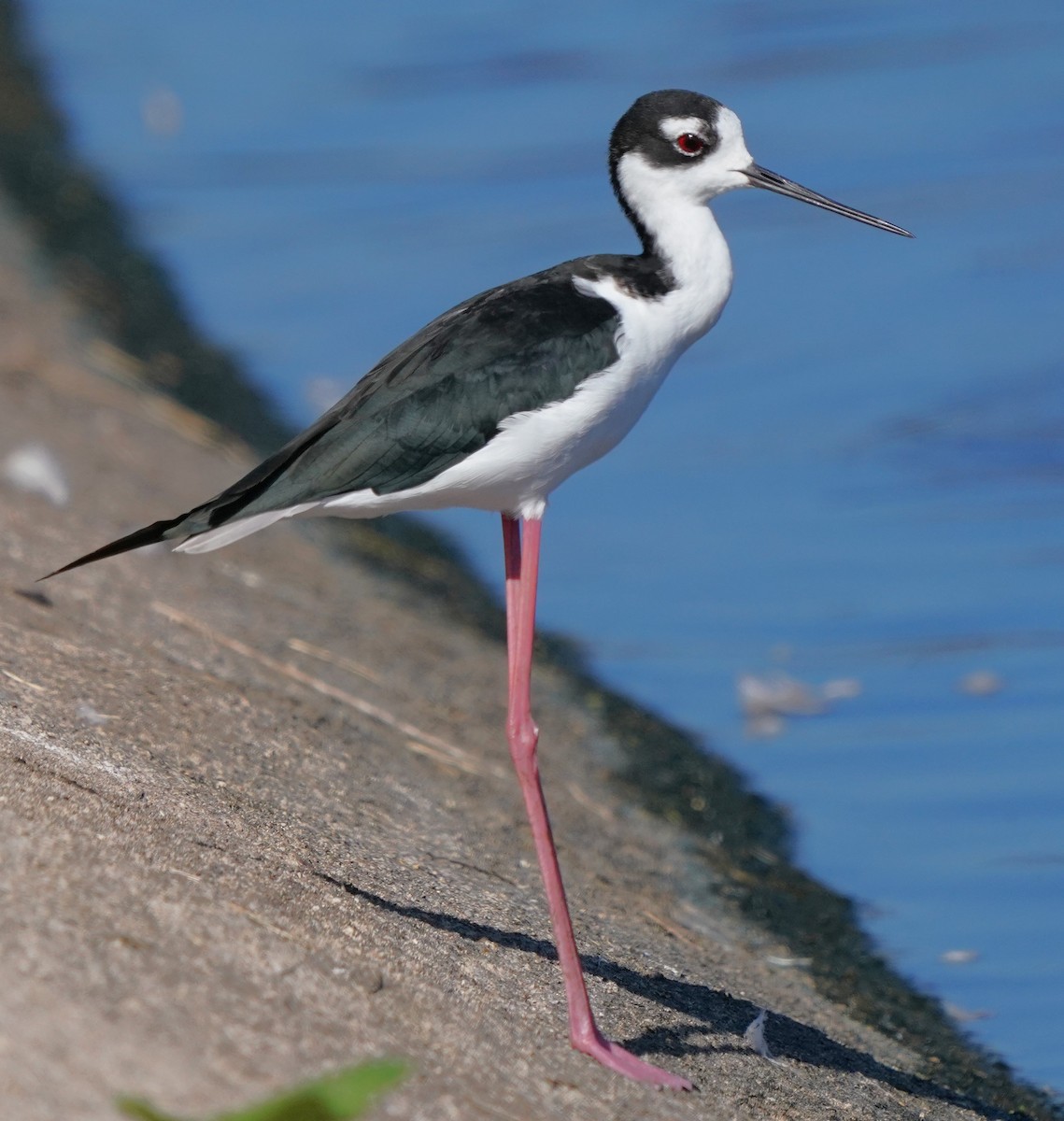 Black-necked Stilt - ML608490821