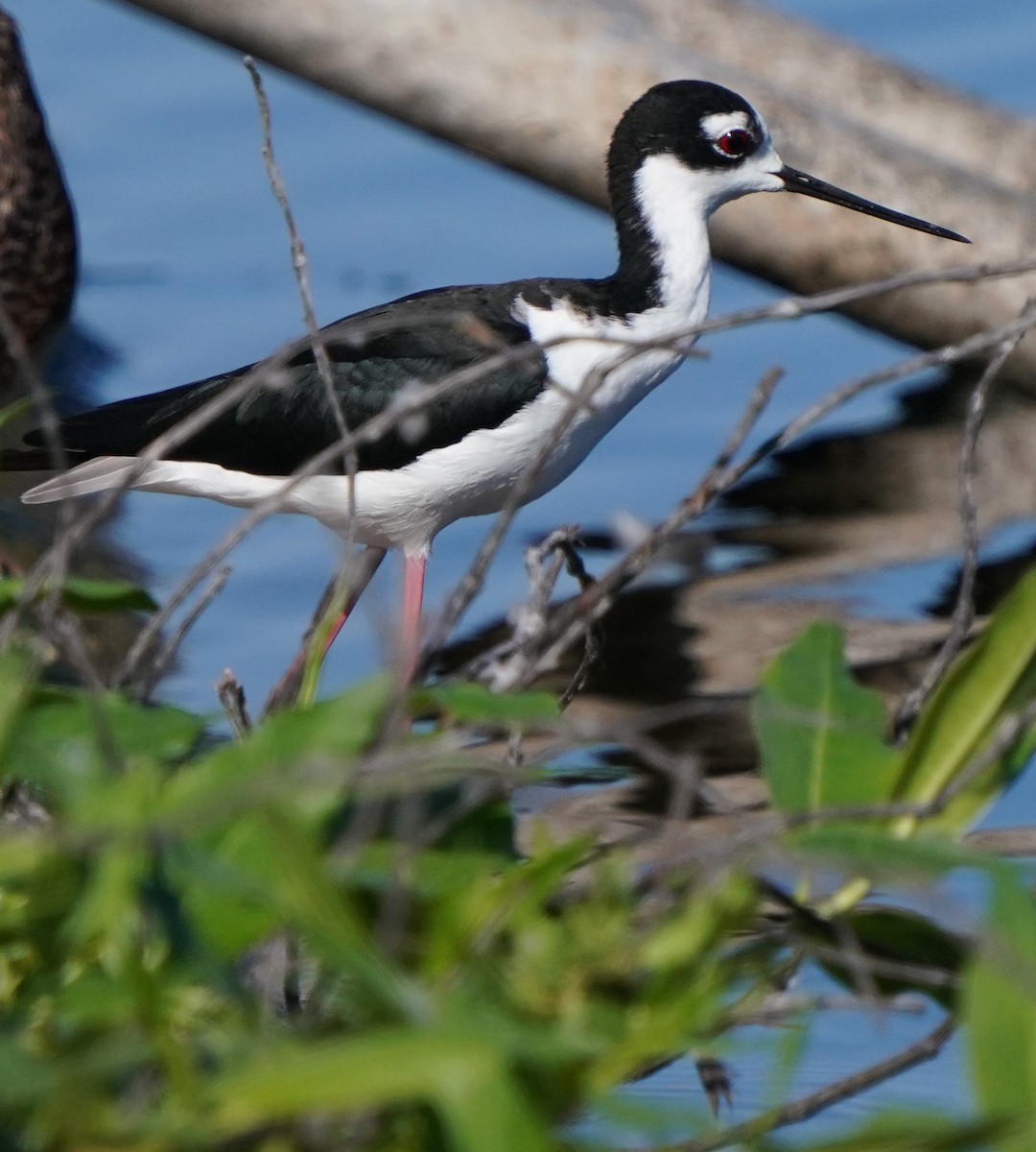 Black-necked Stilt - ML608490822