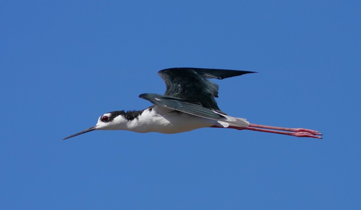 Black-necked Stilt - ML608490823