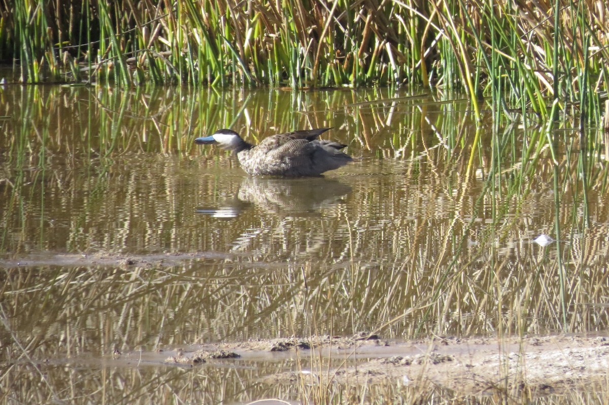 Puna Teal - Alise Baer