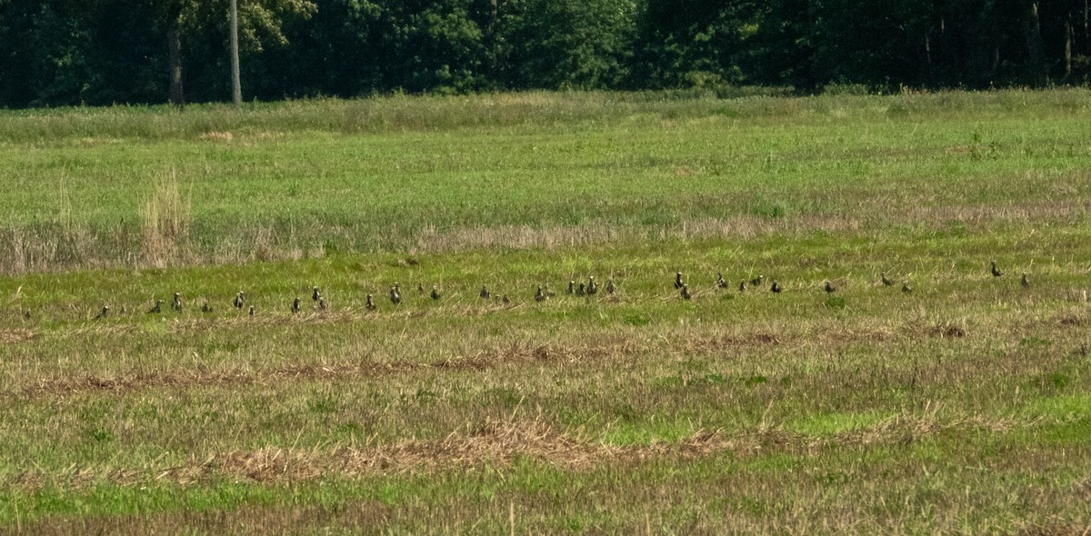 American Golden-Plover - Brad Reinhardt