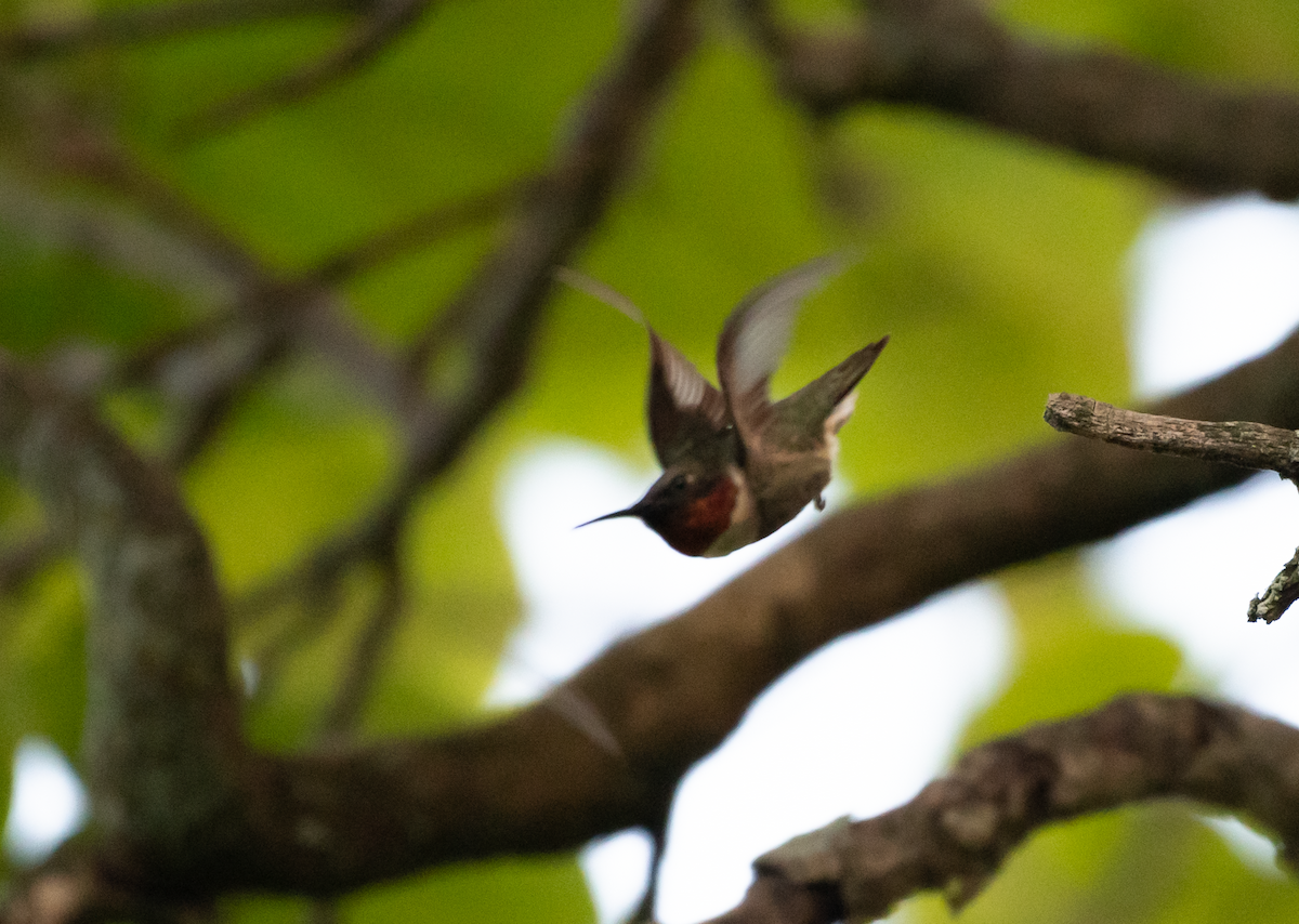 Ruby-throated Hummingbird - ML608491078