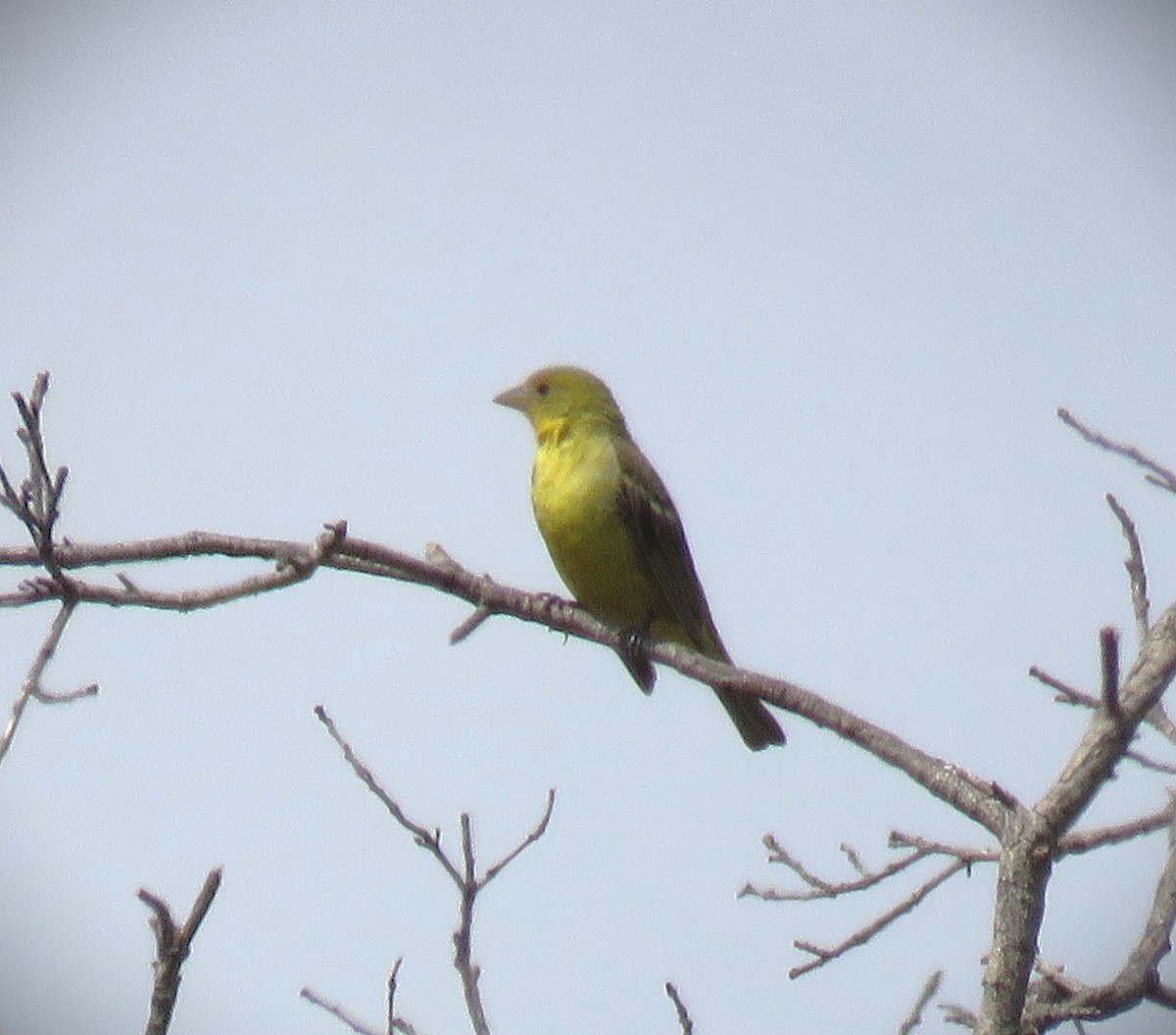 Western Tanager - ML608491108