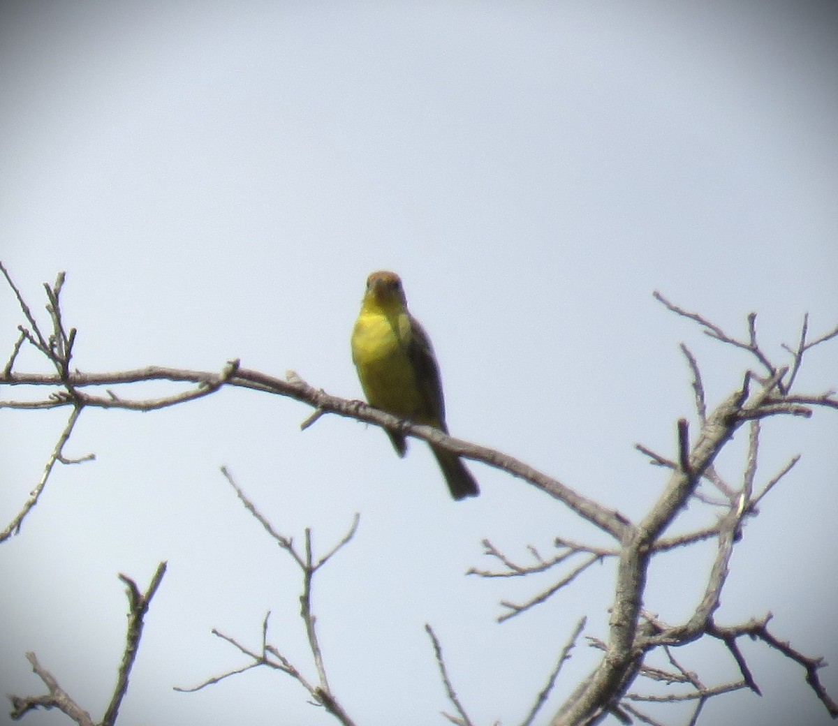 Western Tanager - ML608491117