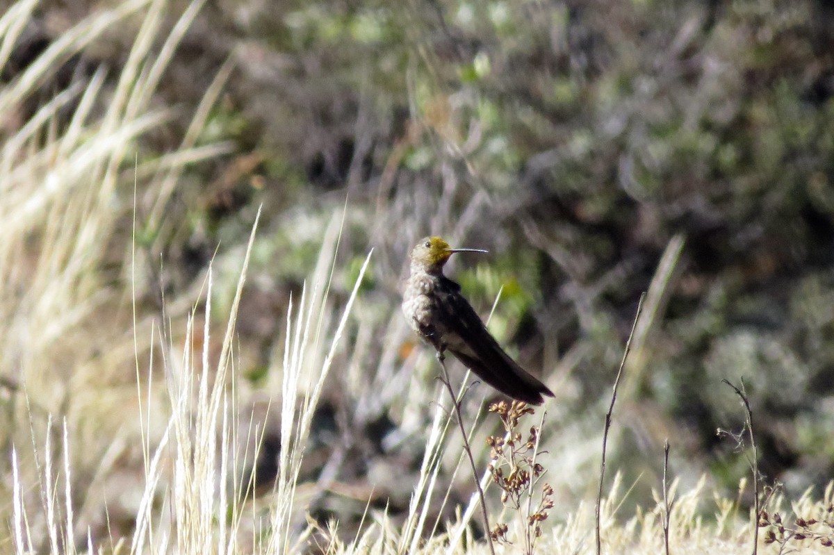 Giant Hummingbird - ML608491208