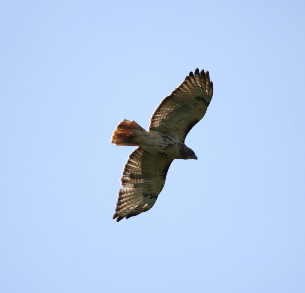 Red-tailed Hawk - ML608491245
