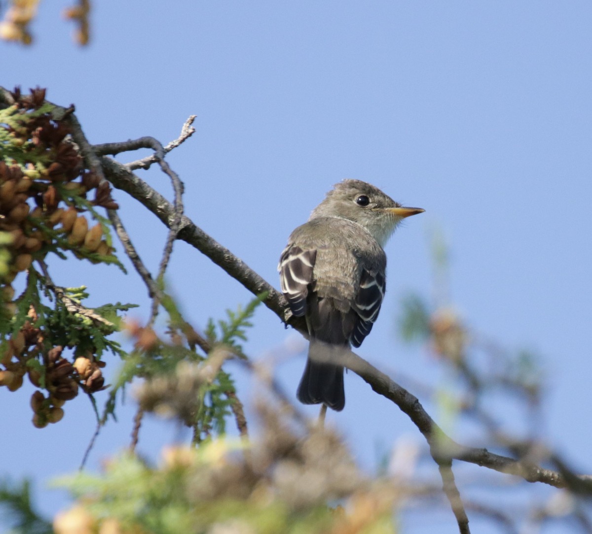 Eastern Wood-Pewee - Kate Schnurr