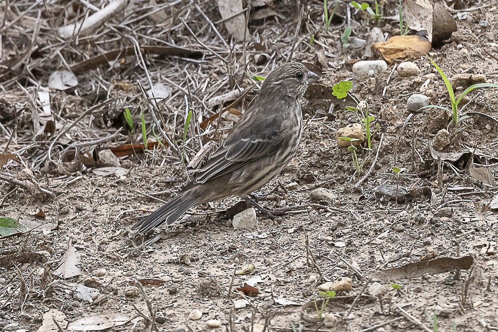 House Finch - ML608491267