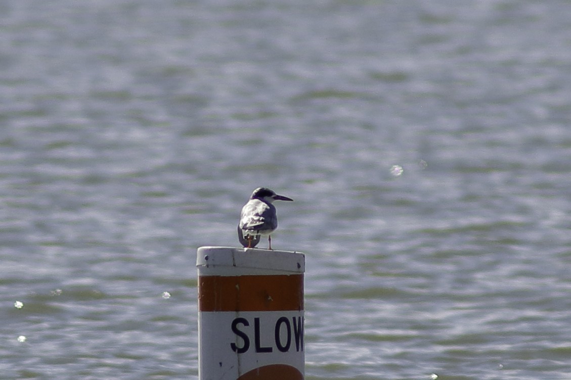 Forster's Tern - Linda Chittum