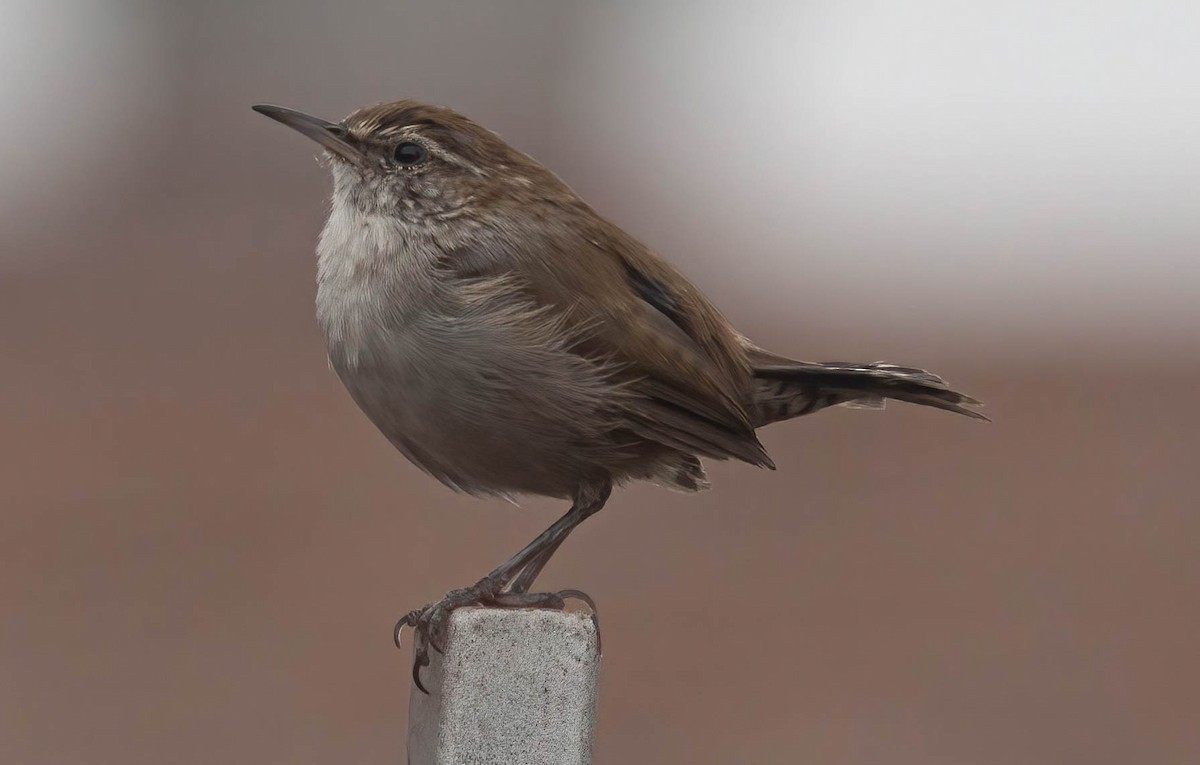 Bewick's Wren - ML608491377