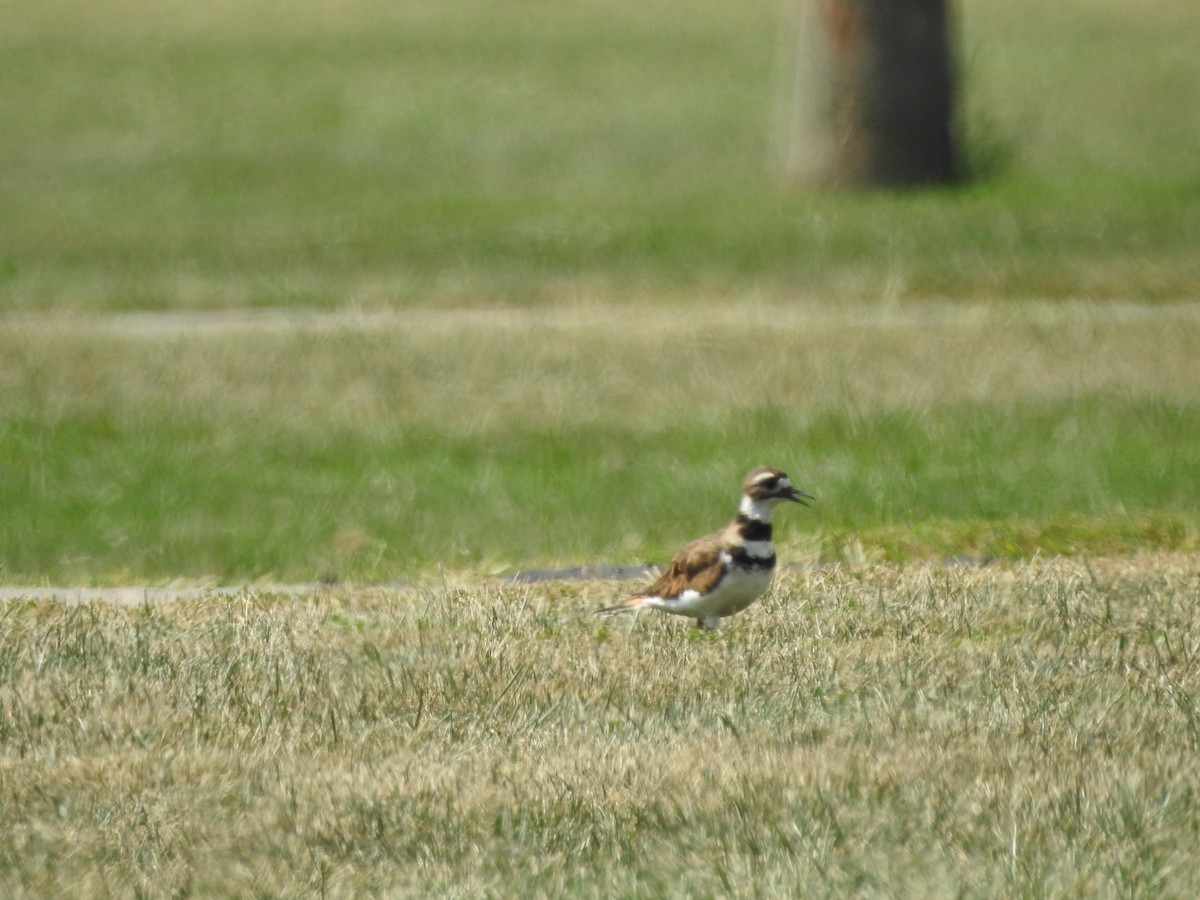 Killdeer - ML608491381