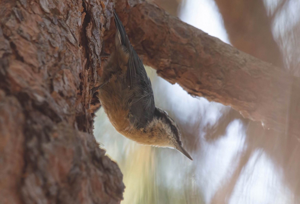 Red-breasted Nuthatch - ML608491454