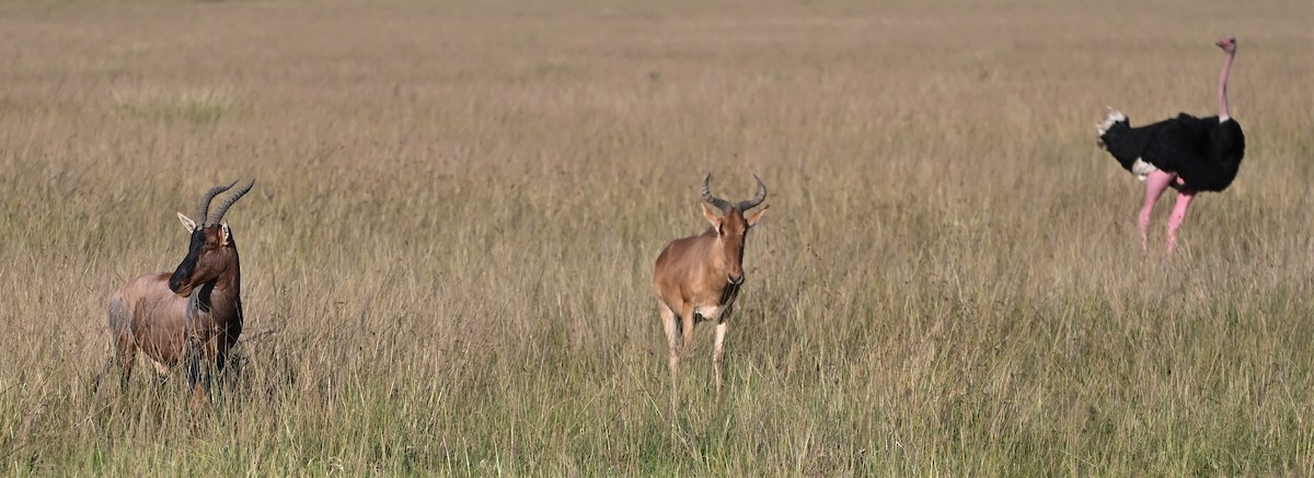 Autruche d'Afrique - ML608491483