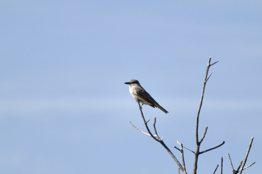 Gray Kingbird - ML608491500