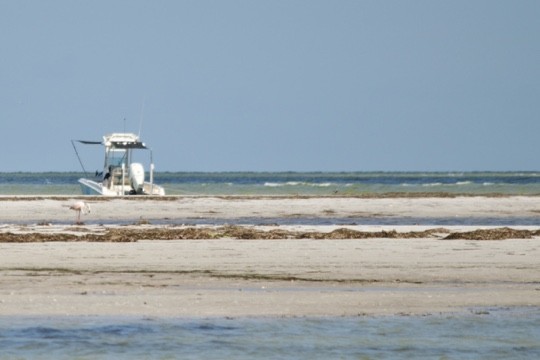 American Flamingo - ML608491509