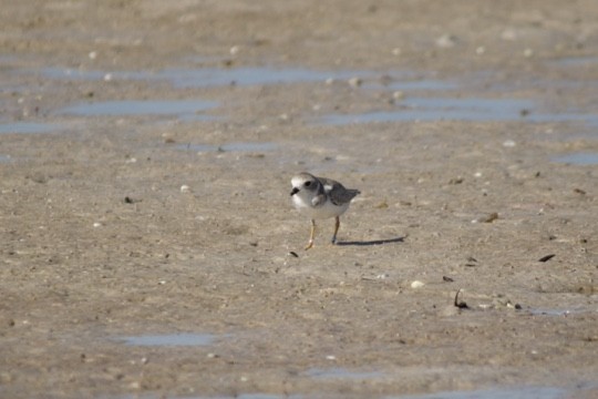 Piping Plover - ML608491525