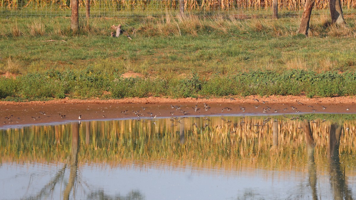 Least Sandpiper - ML608491552