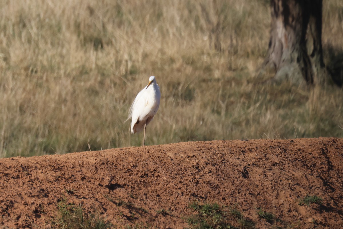 Great Egret - ML608491584