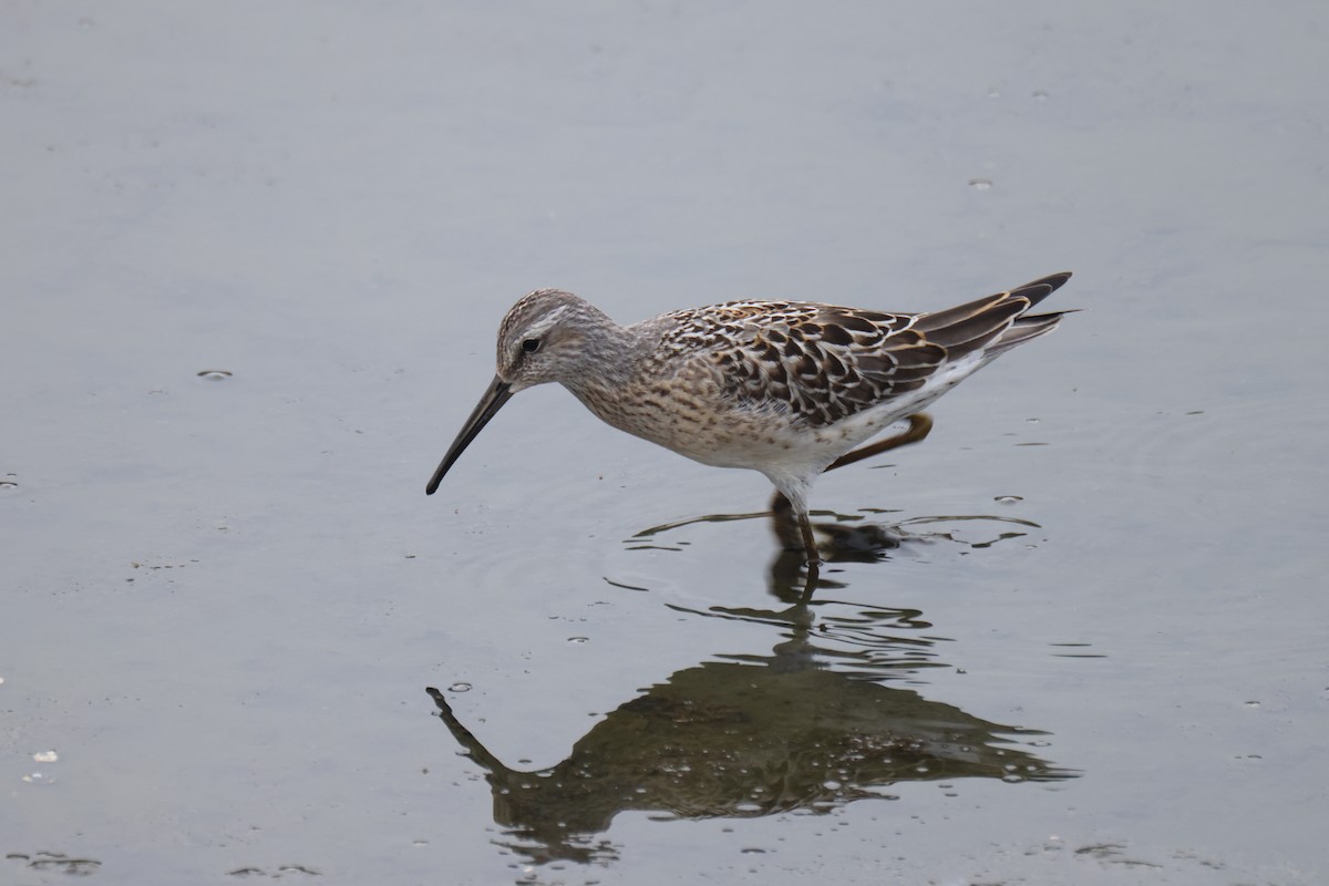 Stilt Sandpiper - ML608491673