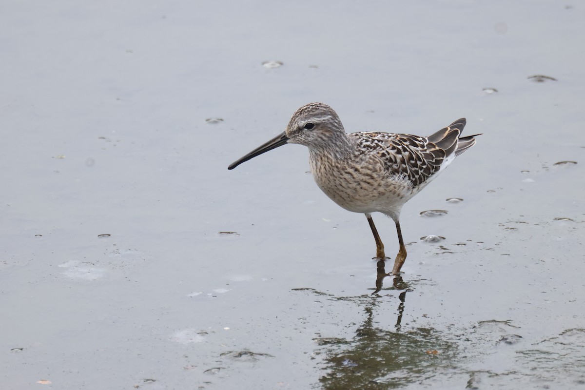 Stilt Sandpiper - ML608491674