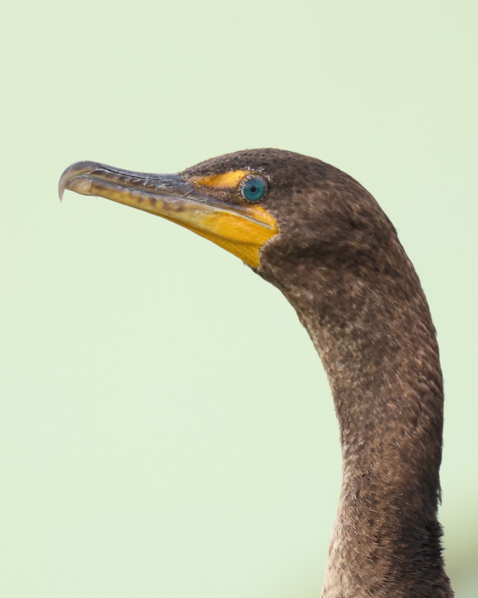 Double-crested Cormorant - Andy Wilson