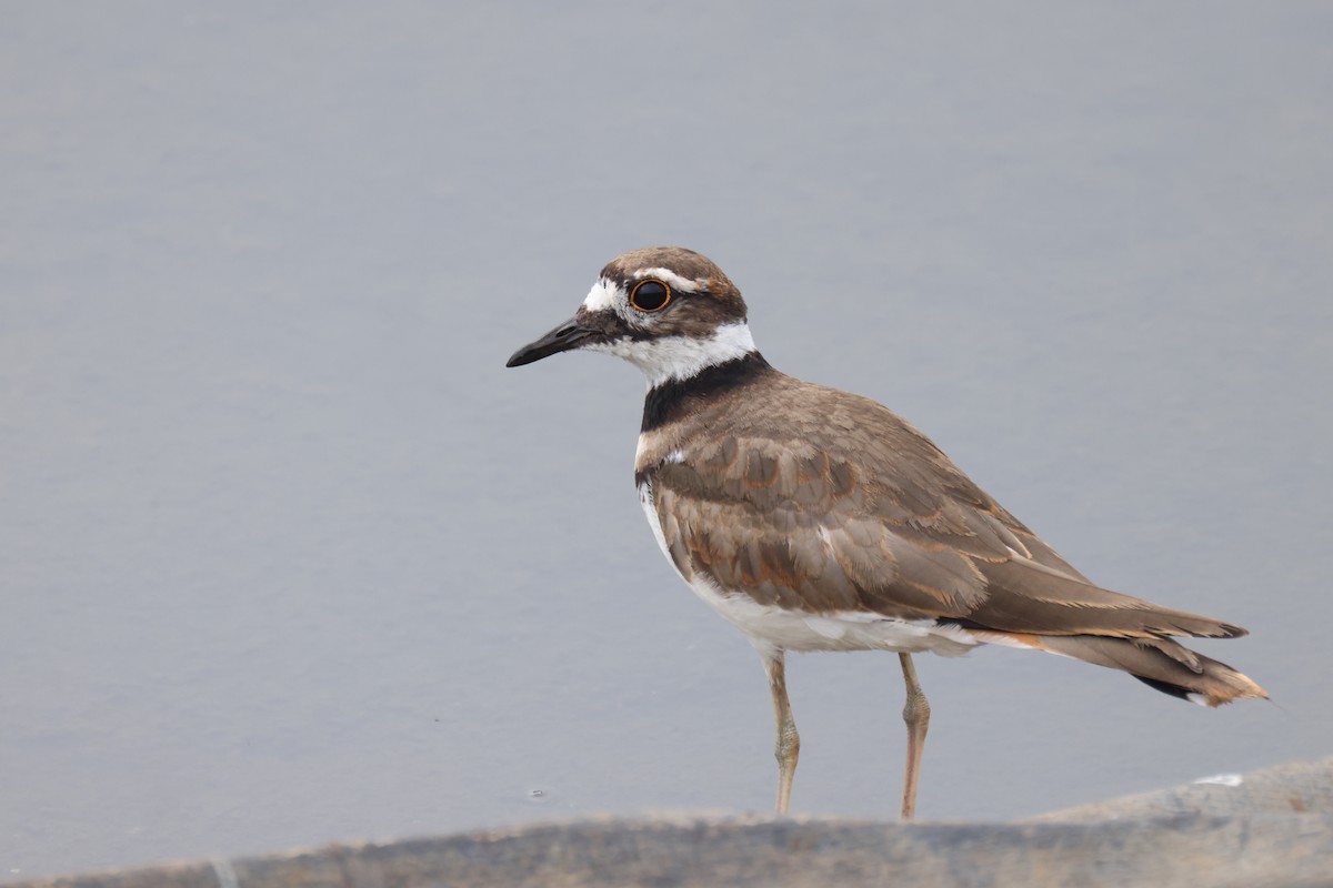 Killdeer - ML608491687