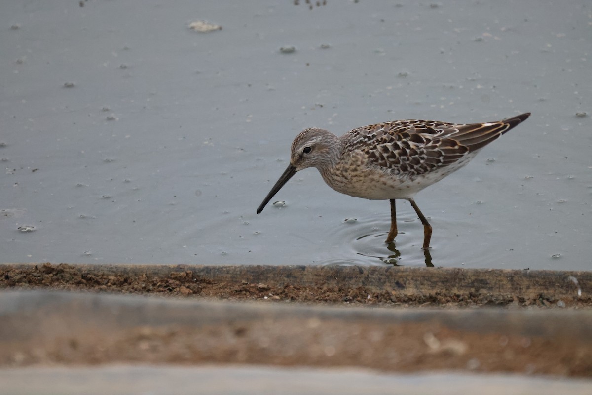 Stilt Sandpiper - ML608491790