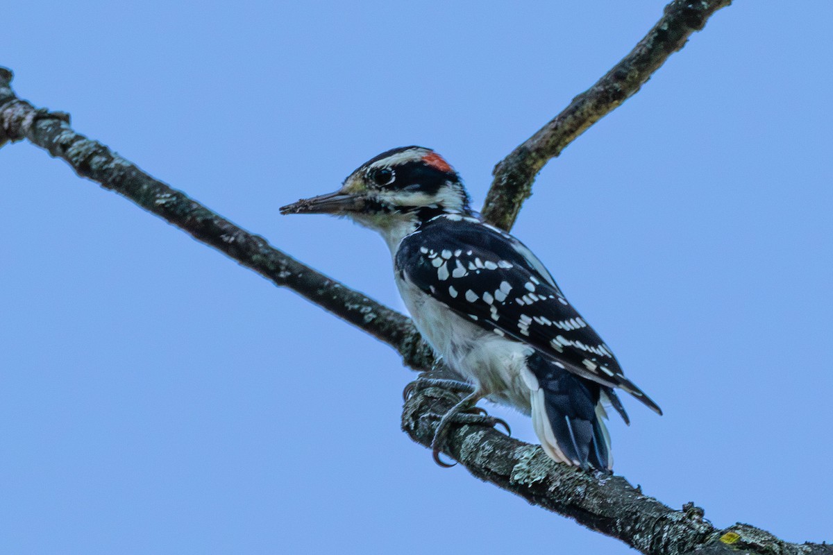 Hairy Woodpecker - Steven Bruenjes