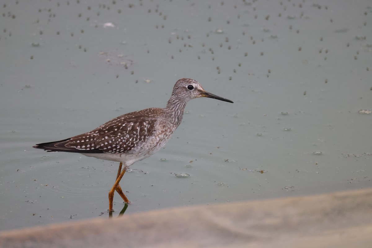 Lesser Yellowlegs - ML608491829