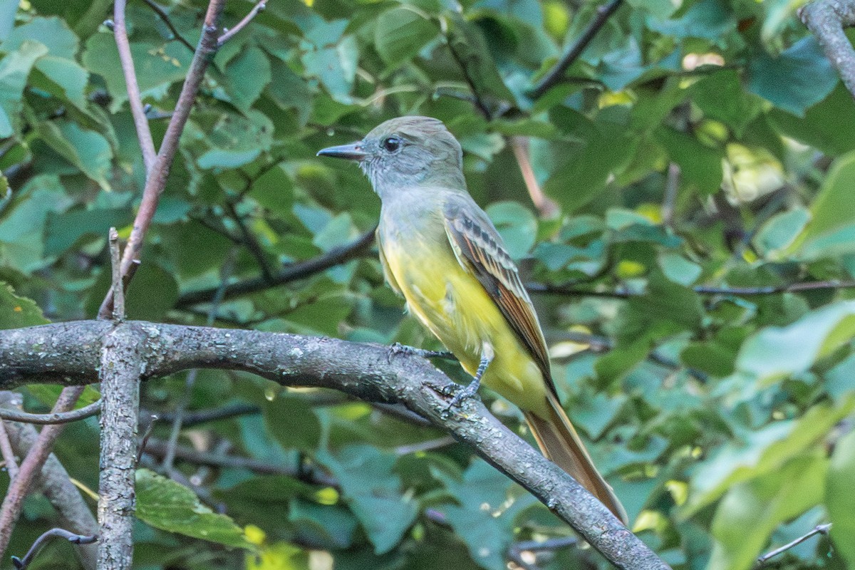 Great Crested Flycatcher - ML608491833