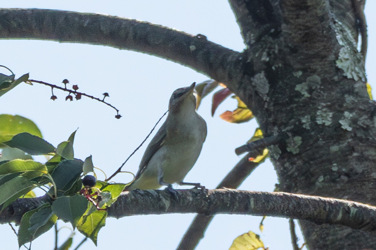 Red-eyed Vireo - ML608491842