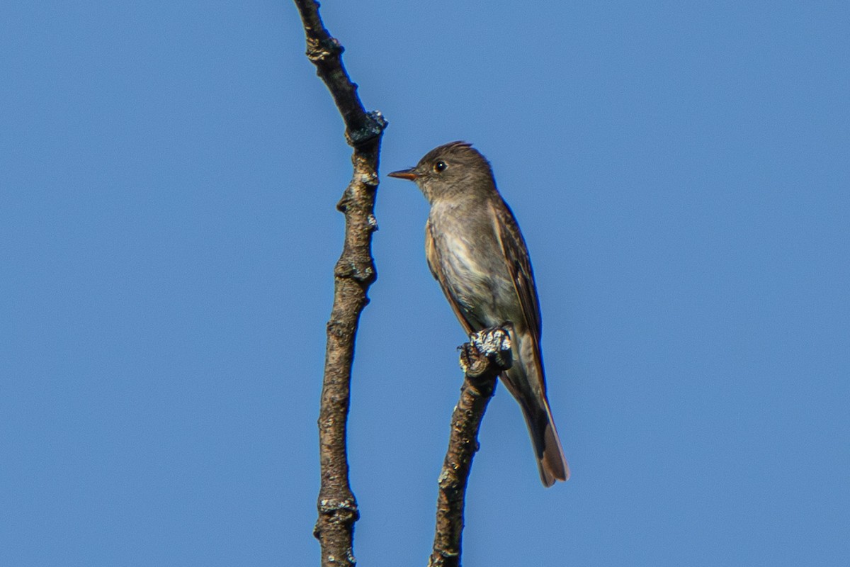 Eastern Wood-Pewee - ML608491849