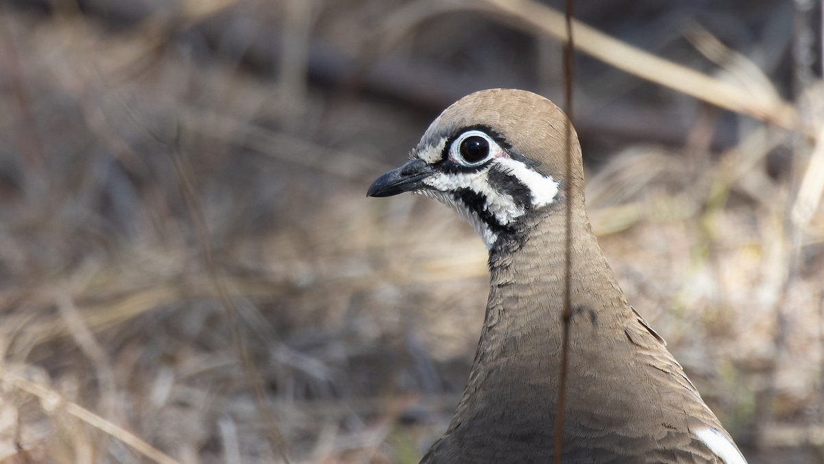 Squatter Pigeon - ML608491886