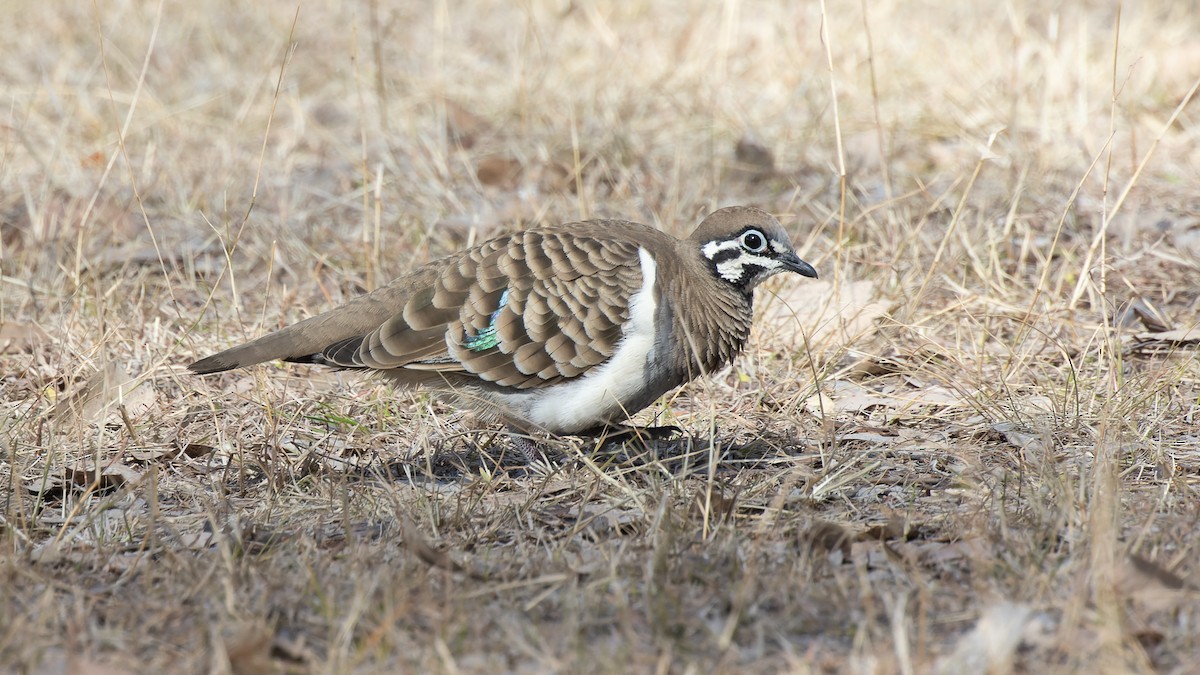 Squatter Pigeon - ML608491888