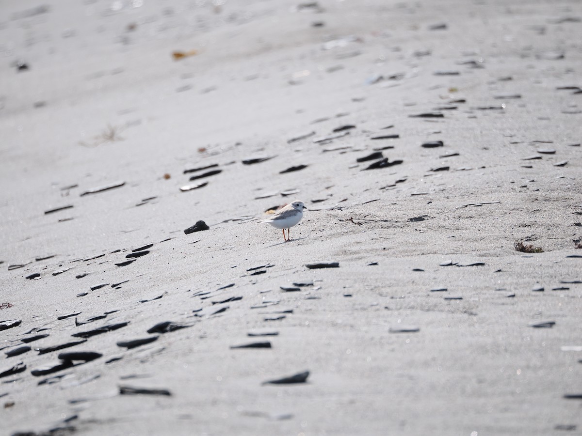 Piping Plover - ML608491972