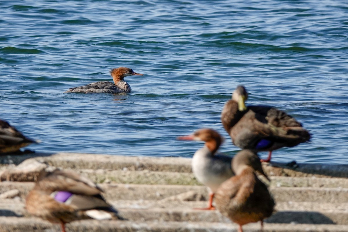 Common Merganser - ML608492001