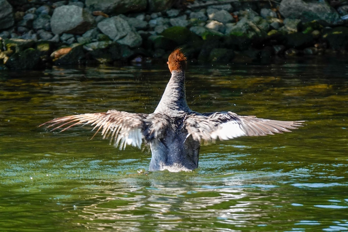 Common Merganser - ML608492007