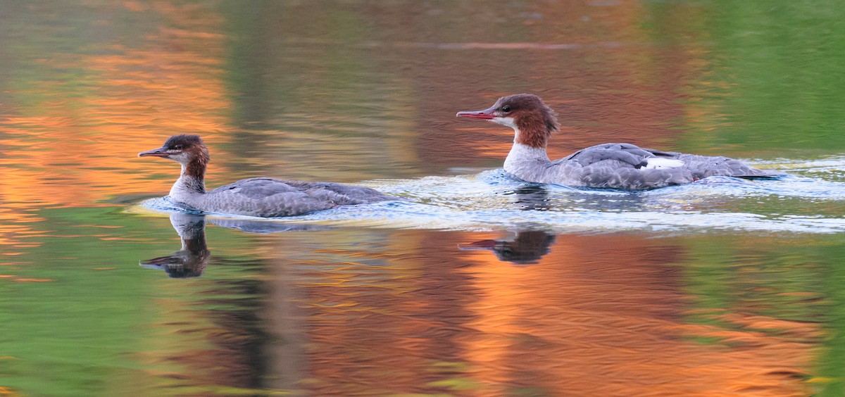 Common Merganser - Rod MacDonald